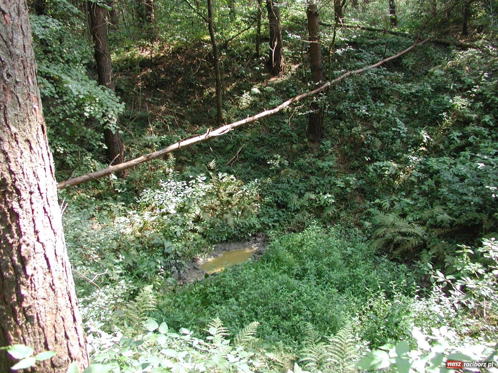 Zdjęcie w galerii na portalu naszraciborz.pl: Arboretum szykuje nową atrakcję dla zwiedzających wiadomości z regionu