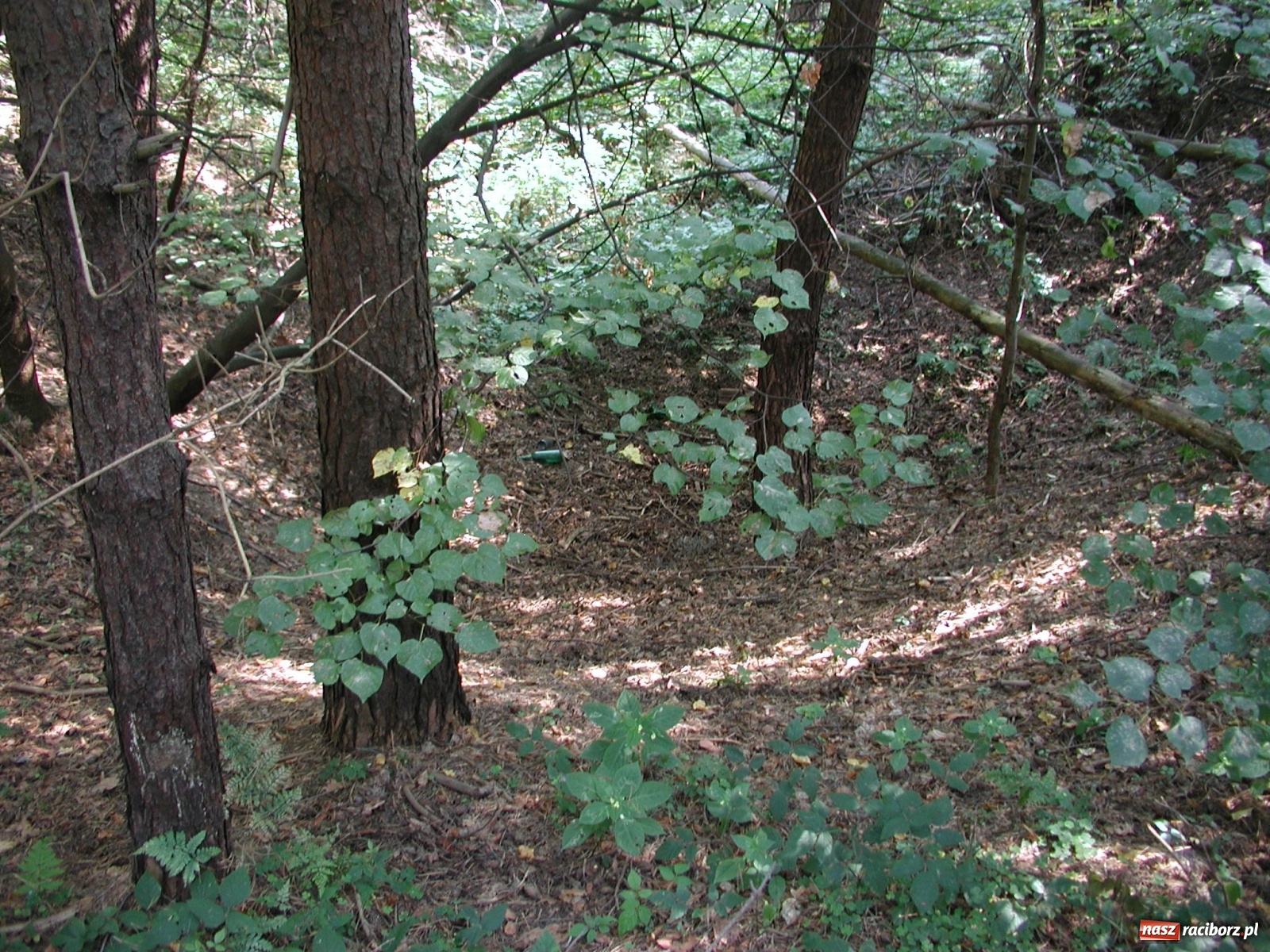 Zdjęcie w galerii na portalu naszraciborz.pl: Arboretum szykuje nową atrakcję dla zwiedzających wiadomości z regionu