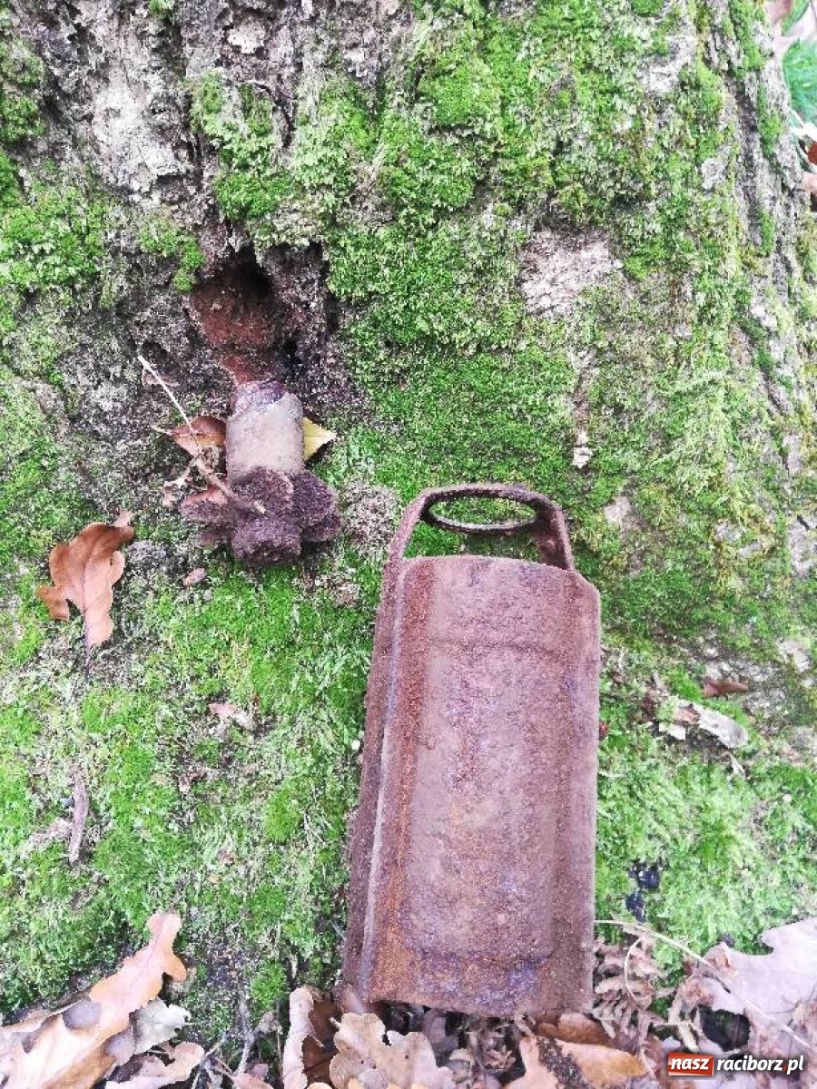 Zdjęcie w galerii na portalu naszraciborz.pl: Groźne znalezisko w lesie koło Nędzy  wiadomości z regionu