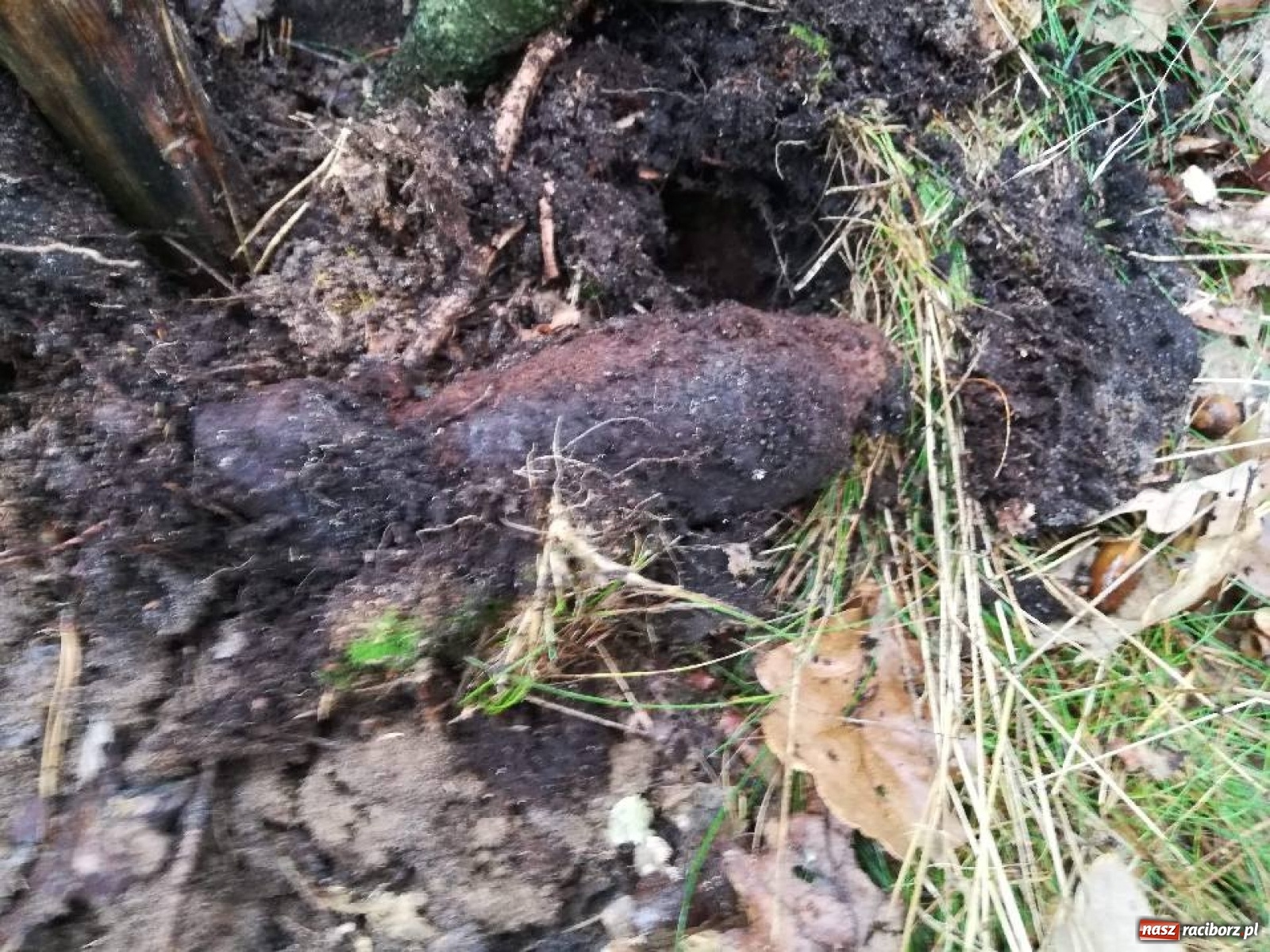 Zdjęcie w galerii na portalu naszraciborz.pl: Groźne znalezisko w lesie koło Nędzy  wiadomości z regionu