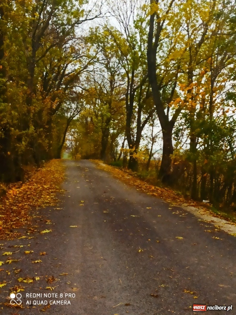 Zdjęcie w galerii na portalu naszraciborz.pl: Scalania gruntów w Gminie Pietrowice Wielkie ciąg dalszy wiadomości z regionu