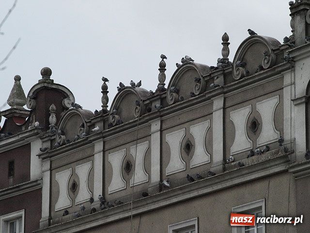 Zdjęcie w galerii na portalu naszraciborz.pl: Jak się chce, to można wiadomości z regionu