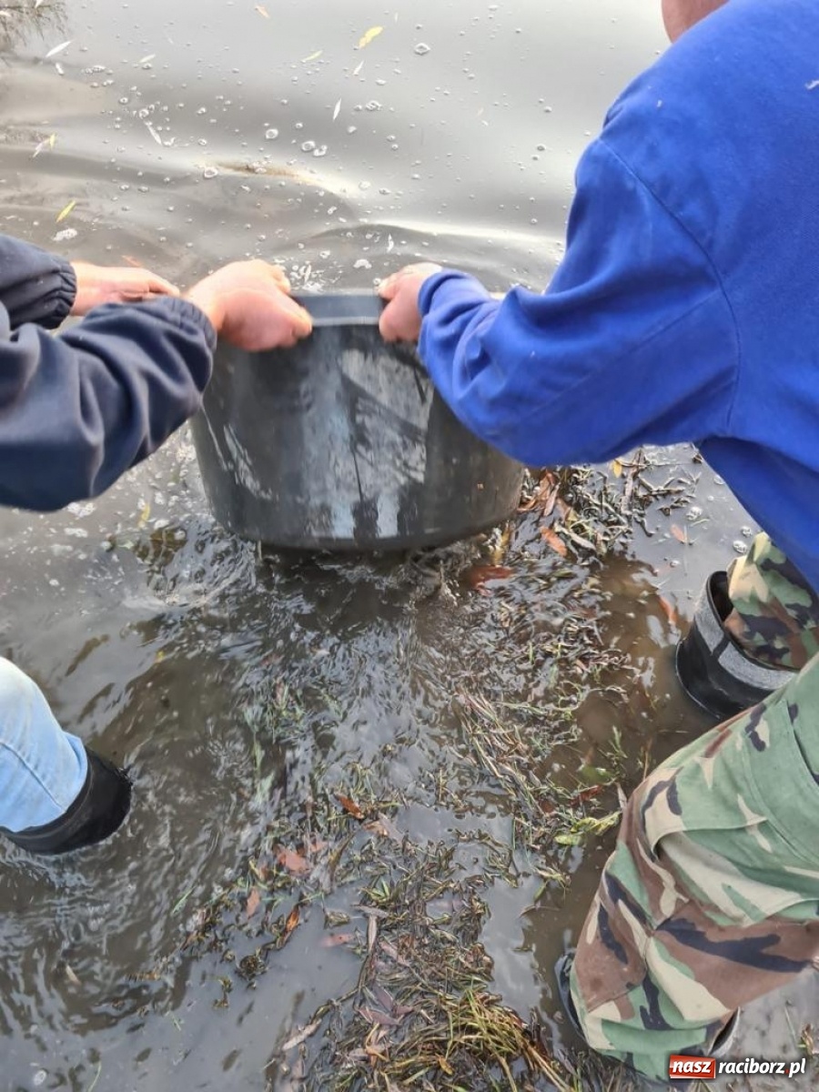 Zdjęcie w galerii na portalu naszraciborz.pl: Rekordowe zarybienie. Sprawozdanie Koła PZW nr 46 Cobex-SGL wiadomości z regionu