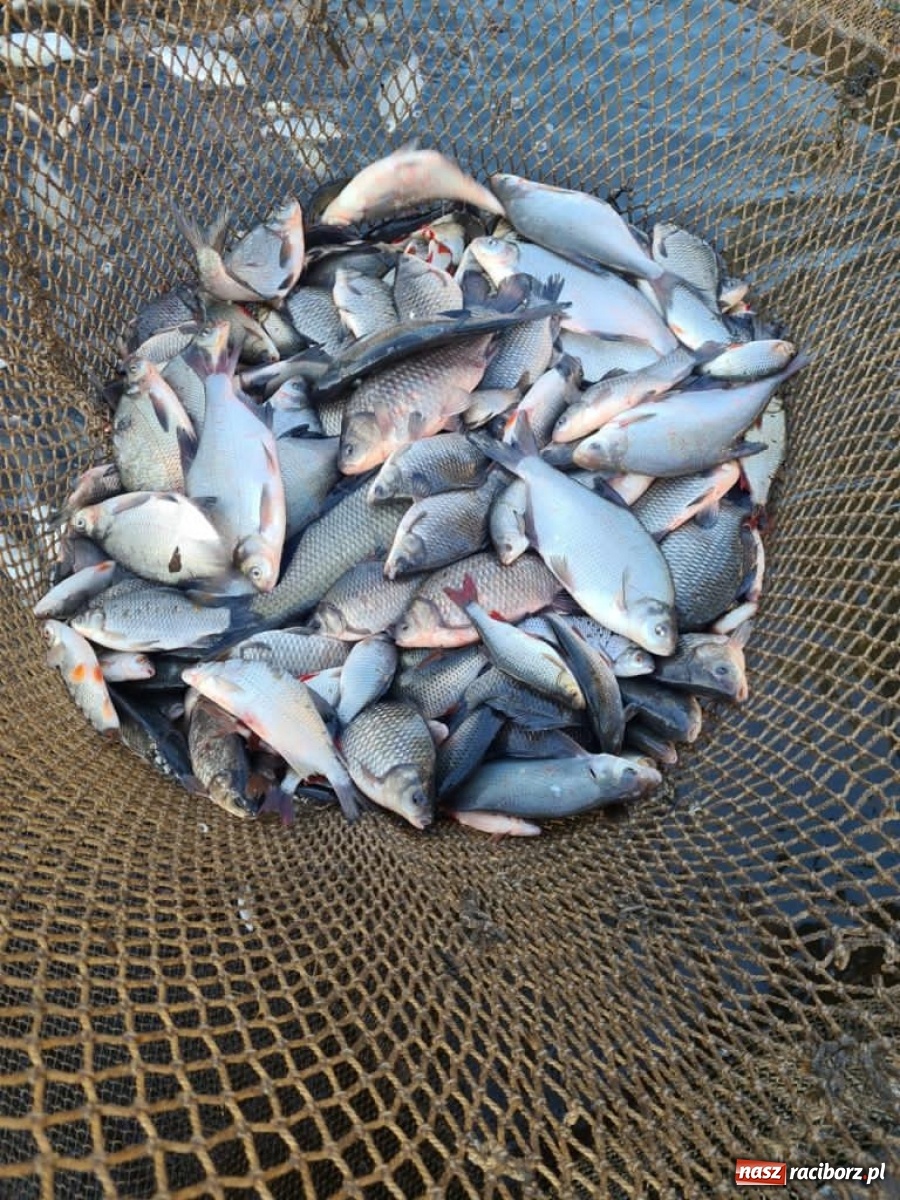 Zdjęcie w galerii na portalu naszraciborz.pl: Rekordowe zarybienie. Sprawozdanie Koła PZW nr 46 Cobex-SGL wiadomości z regionu