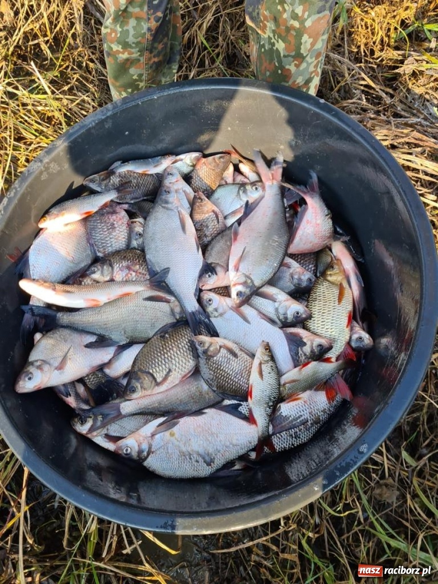 Zdjęcie w galerii na portalu naszraciborz.pl: Rekordowe zarybienie. Sprawozdanie Koła PZW nr 46 Cobex-SGL wiadomości z regionu