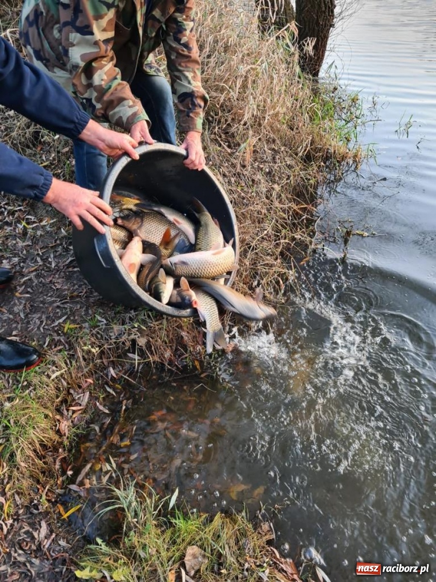 Zdjęcie w galerii na portalu naszraciborz.pl: Rekordowe zarybienie. Sprawozdanie Koła PZW nr 46 Cobex-SGL wiadomości z regionu