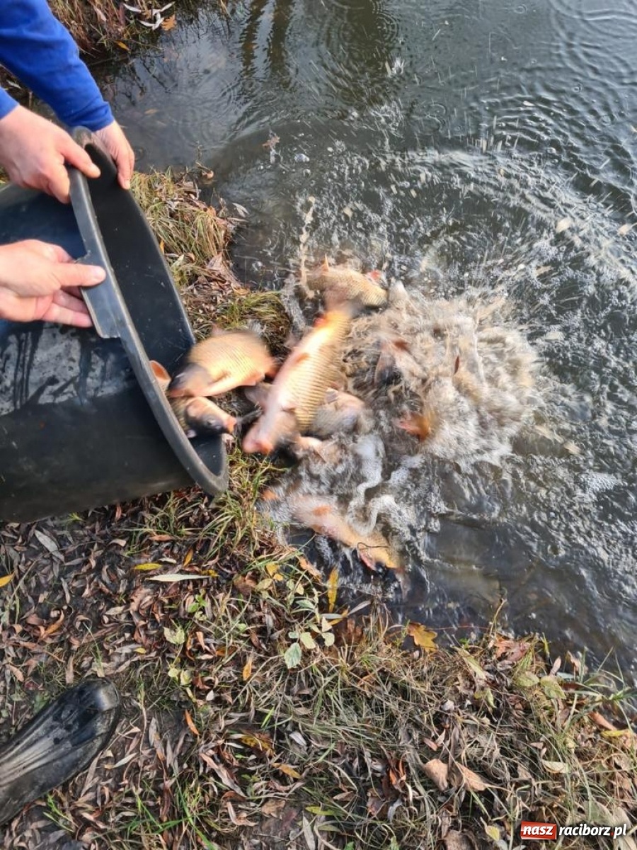 Zdjęcie w galerii na portalu naszraciborz.pl: Rekordowe zarybienie. Sprawozdanie Koła PZW nr 46 Cobex-SGL wiadomości z regionu
