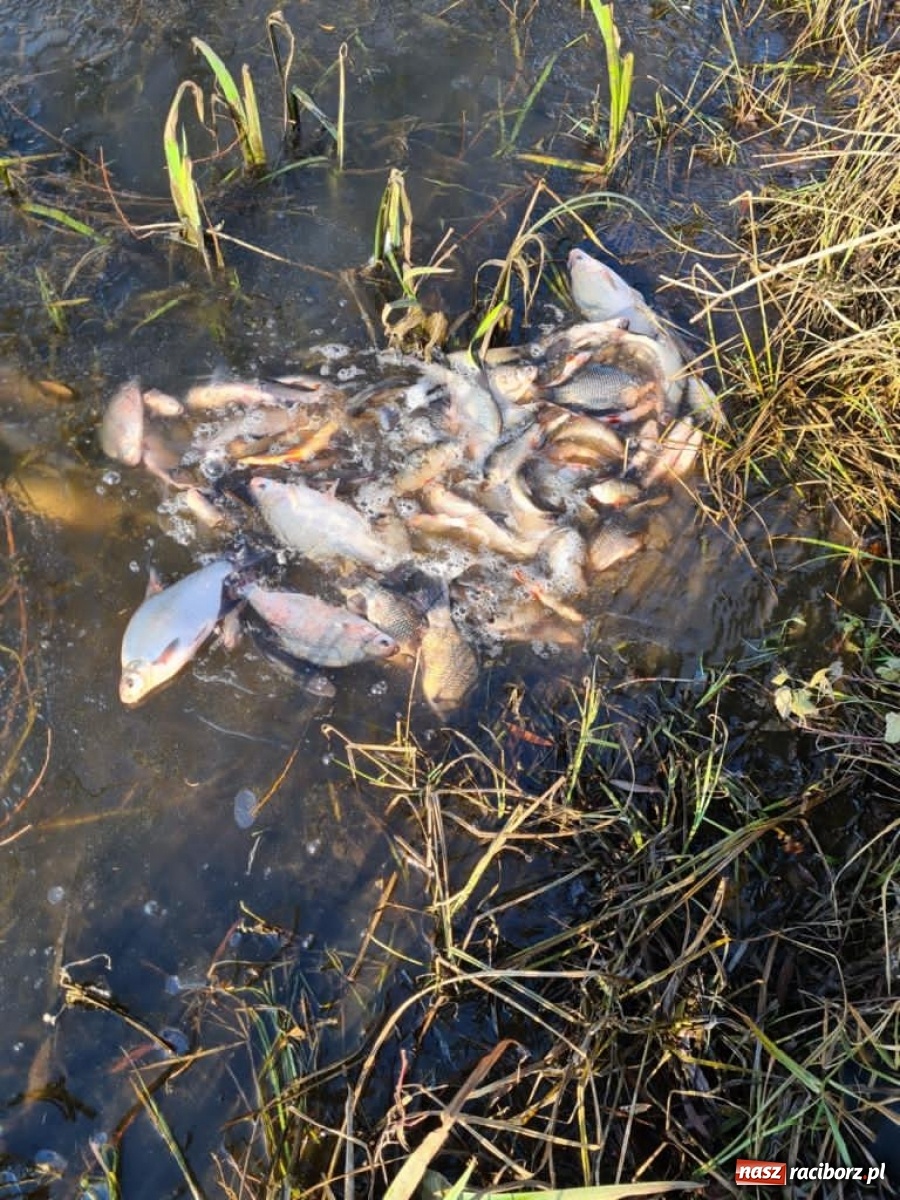 Zdjęcie w galerii na portalu naszraciborz.pl: Rekordowe zarybienie. Sprawozdanie Koła PZW nr 46 Cobex-SGL wiadomości z regionu