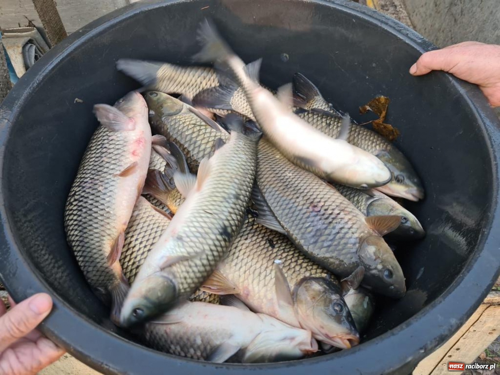 Zdjęcie w galerii na portalu naszraciborz.pl: Rekordowe zarybienie. Sprawozdanie Koła PZW nr 46 Cobex-SGL wiadomości z regionu