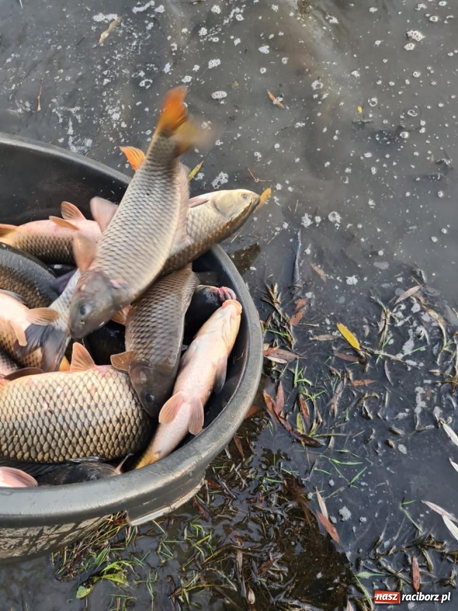 Zdjęcie w galerii na portalu naszraciborz.pl: Rekordowe zarybienie. Sprawozdanie Koła PZW nr 46 Cobex-SGL wiadomości z regionu