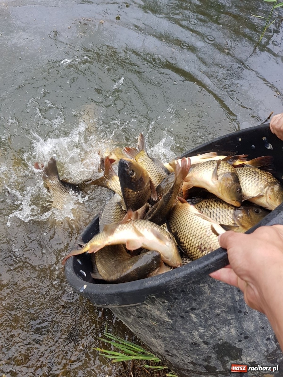 Zdjęcie w galerii na portalu naszraciborz.pl: Rekordowe zarybienie. Sprawozdanie Koła PZW nr 46 Cobex-SGL wiadomości z regionu