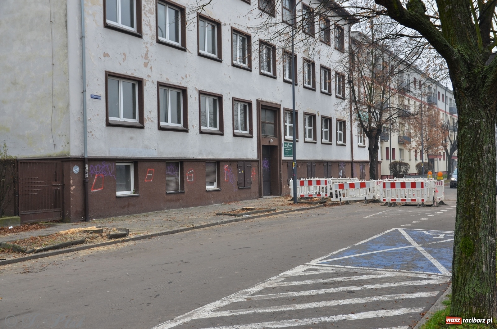 Zdjęcie w galerii na portalu naszraciborz.pl: Wycięto cztery lipy przy Słoneczku na Lwowskiej wiadomości z regionu