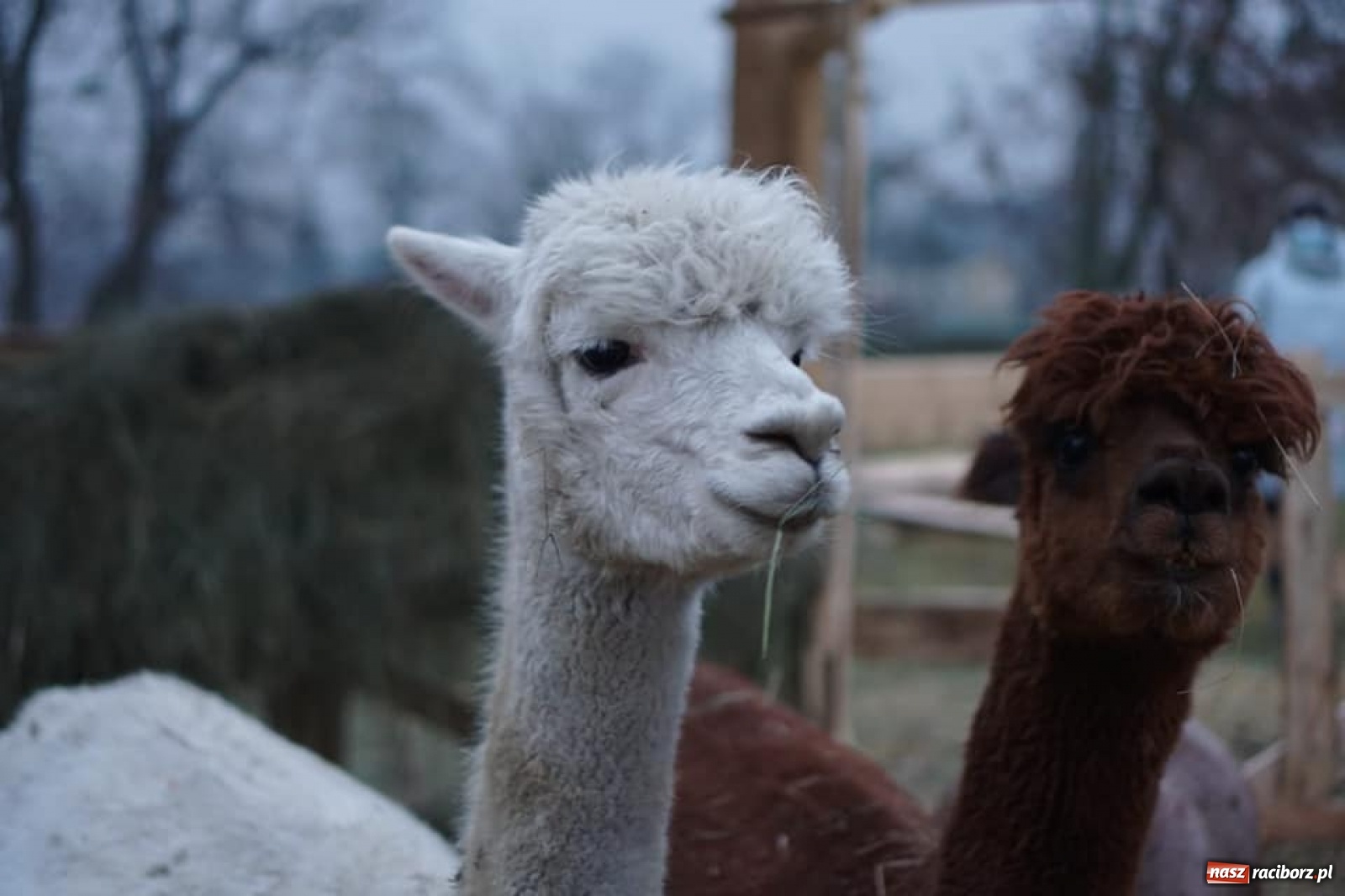 Zdjęcie w galerii na portalu naszraciborz.pl: Jeden magiczny dzień w Kuźni Raciborskiej [WIDEO] wiadomości z regionu