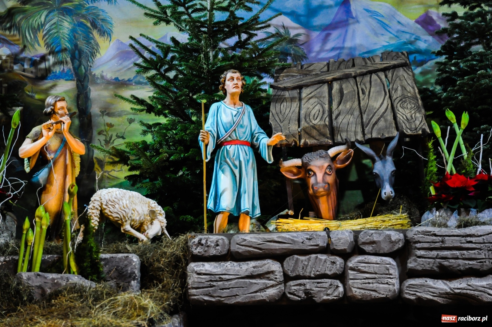 Zdjęcie w galerii na portalu naszraciborz.pl: Szopki u pietrowickich zawierzanek i raciborskich franciszkanów [FOTO] wiadomości z regionu