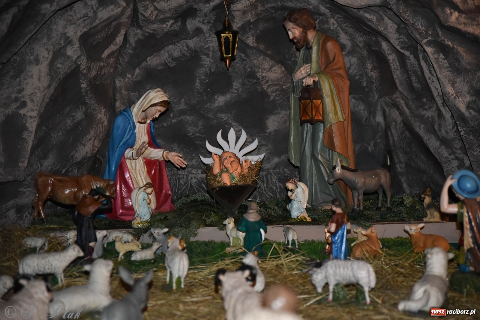 Zdjęcie w galerii na portalu naszraciborz.pl: Szopki w raciborskich kościołach AD 2020 wiadomości z regionu
