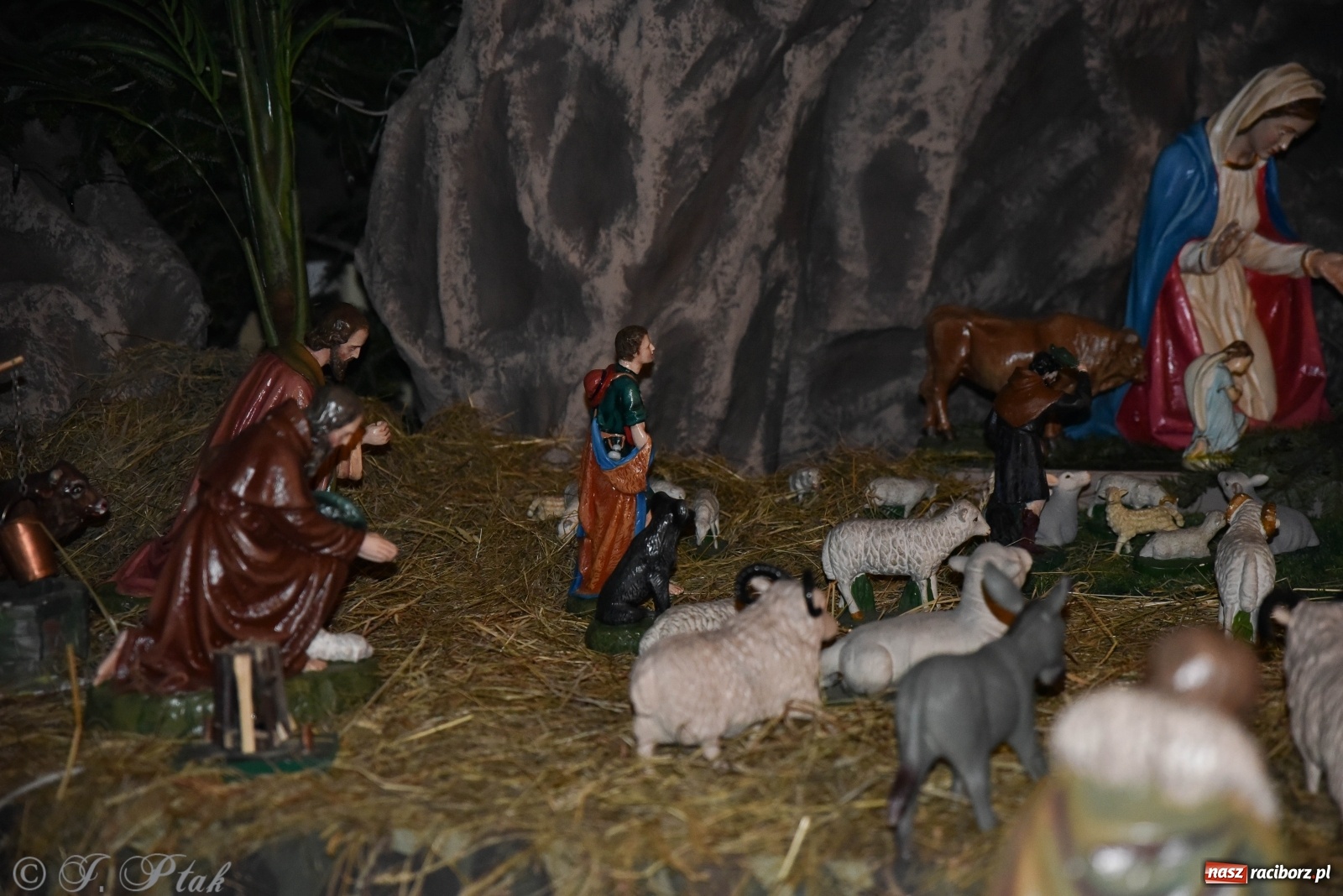 Zdjęcie w galerii na portalu naszraciborz.pl: Szopki w raciborskich kościołach AD 2020 wiadomości z regionu