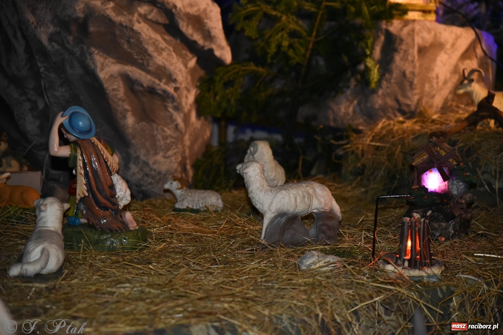 Zdjęcie w galerii na portalu naszraciborz.pl: Szopki w raciborskich kościołach AD 2020 wiadomości z regionu