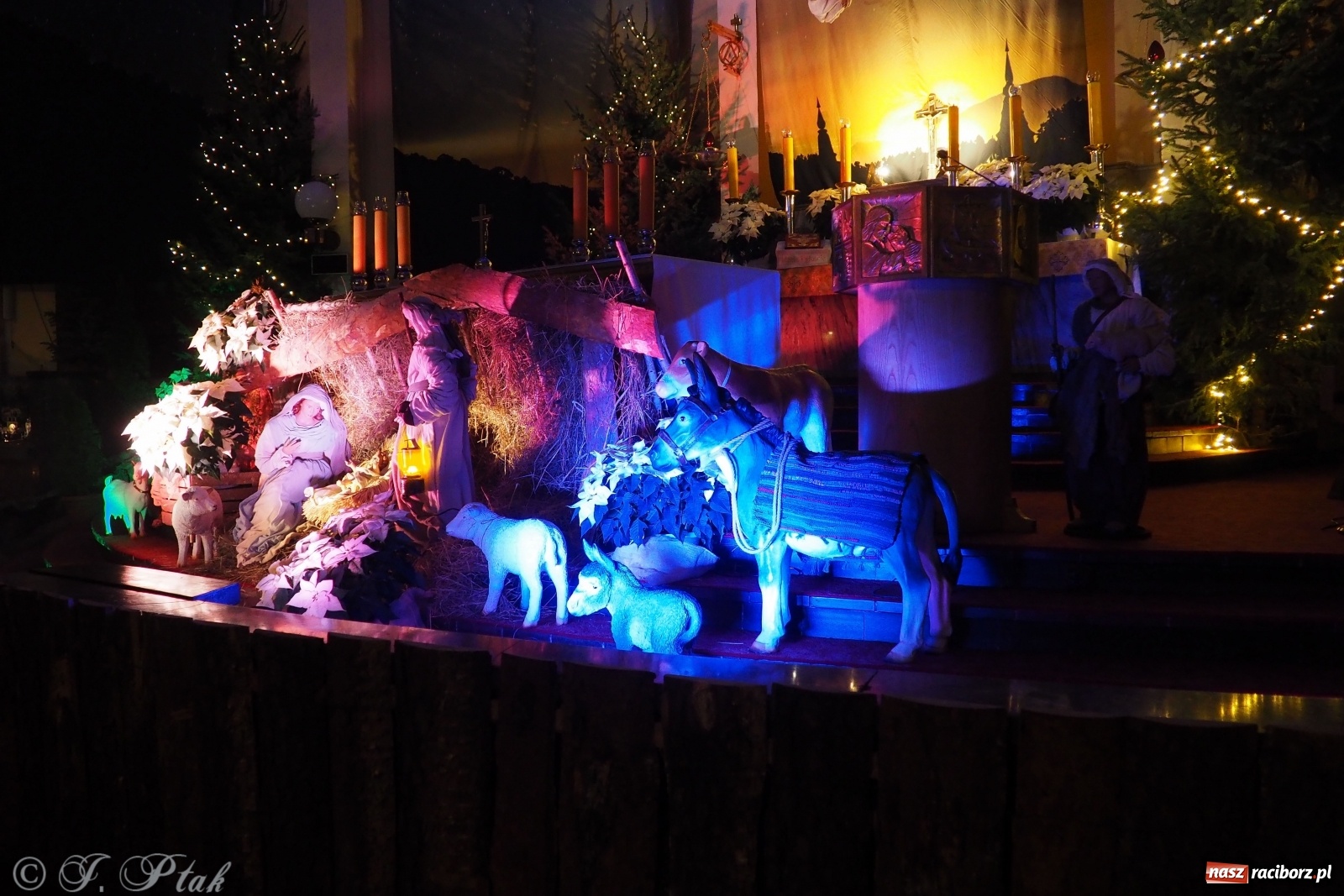 Zdjęcie w galerii na portalu naszraciborz.pl: Szopki w raciborskich kościołach AD 2020 wiadomości z regionu