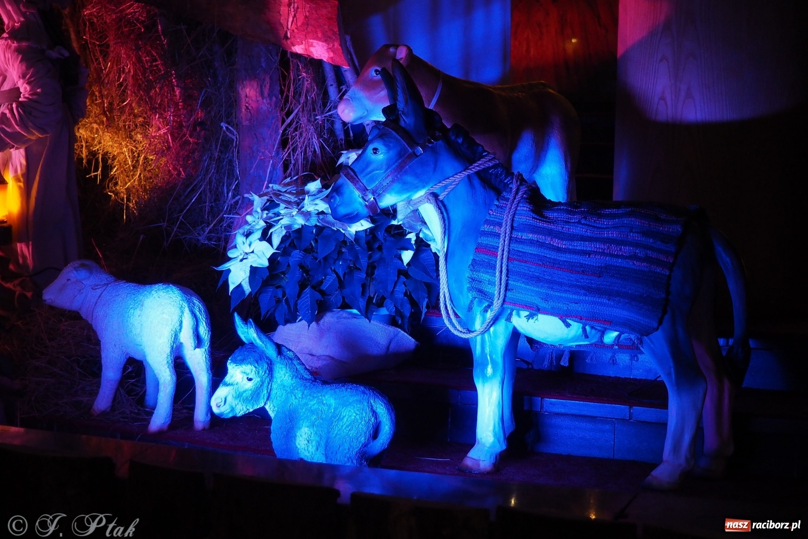 Zdjęcie w galerii na portalu naszraciborz.pl: Szopki w raciborskich kościołach AD 2020 wiadomości z regionu