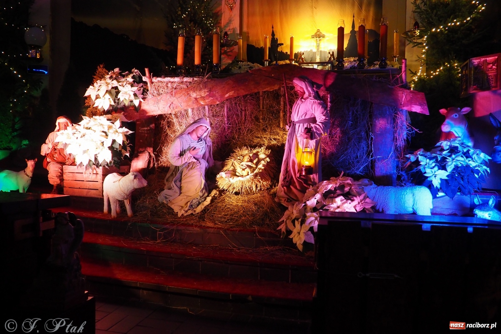 Zdjęcie w galerii na portalu naszraciborz.pl: Szopki w raciborskich kościołach AD 2020 wiadomości z regionu