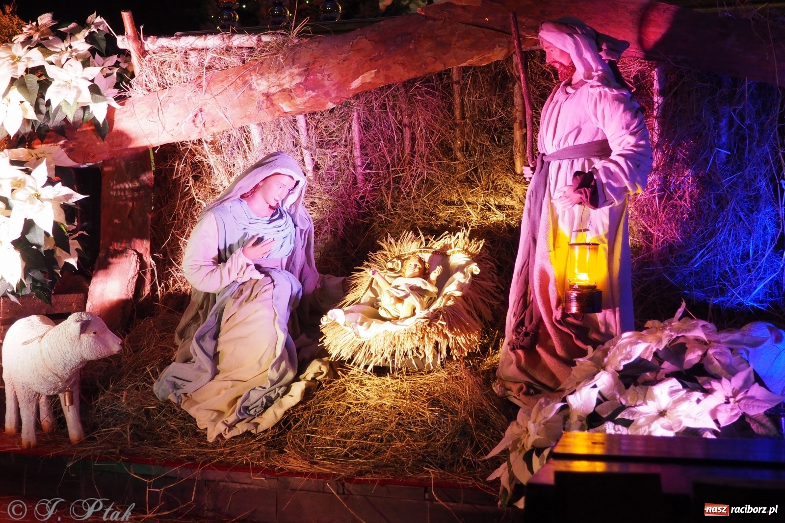 Zdjęcie w galerii na portalu naszraciborz.pl: Szopki w raciborskich kościołach AD 2020 wiadomości z regionu