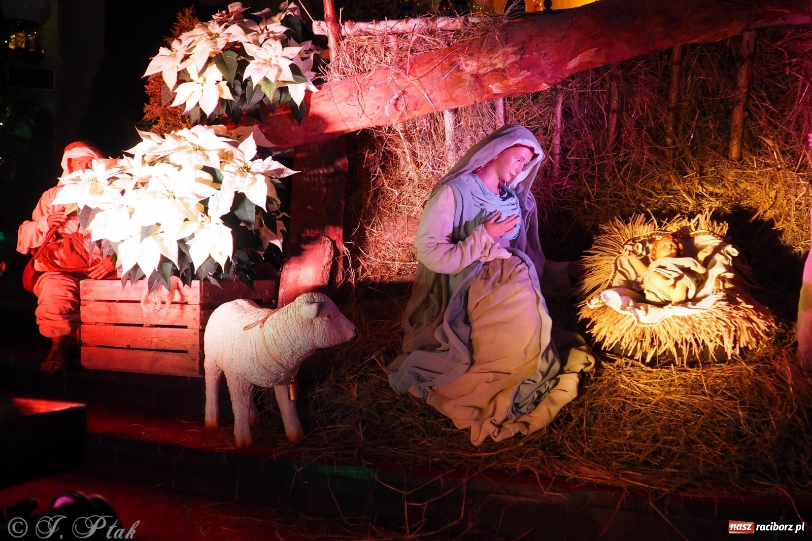 Zdjęcie w galerii na portalu naszraciborz.pl: Szopki w raciborskich kościołach AD 2020 wiadomości z regionu