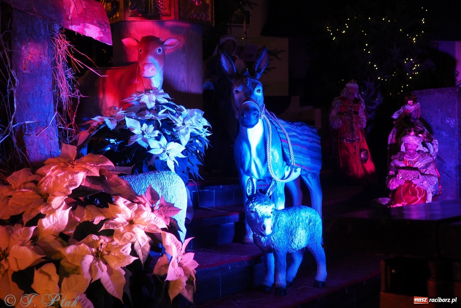 Zdjęcie w galerii na portalu naszraciborz.pl: Szopki w raciborskich kościołach AD 2020 wiadomości z regionu