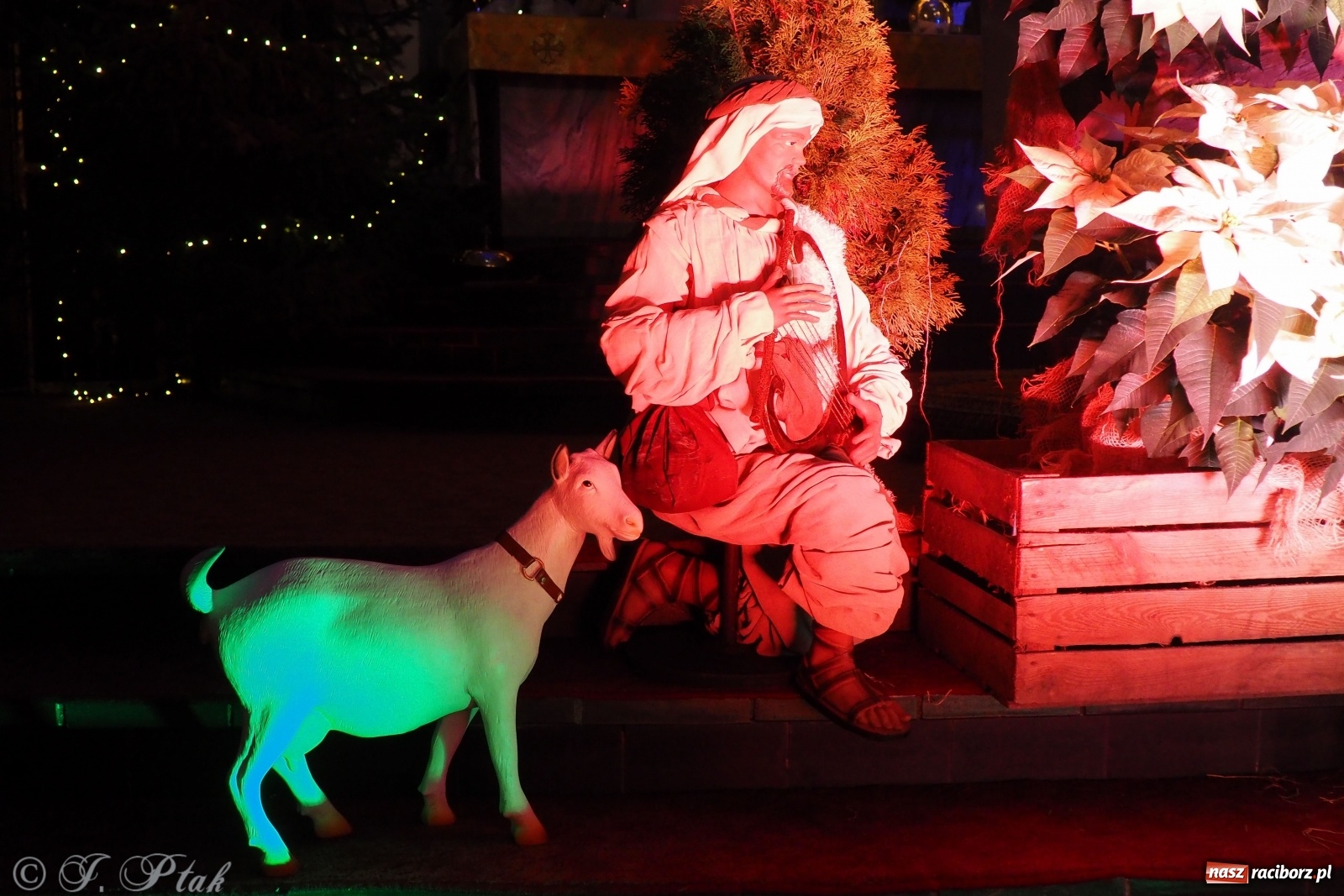 Zdjęcie w galerii na portalu naszraciborz.pl: Szopki w raciborskich kościołach AD 2020 wiadomości z regionu