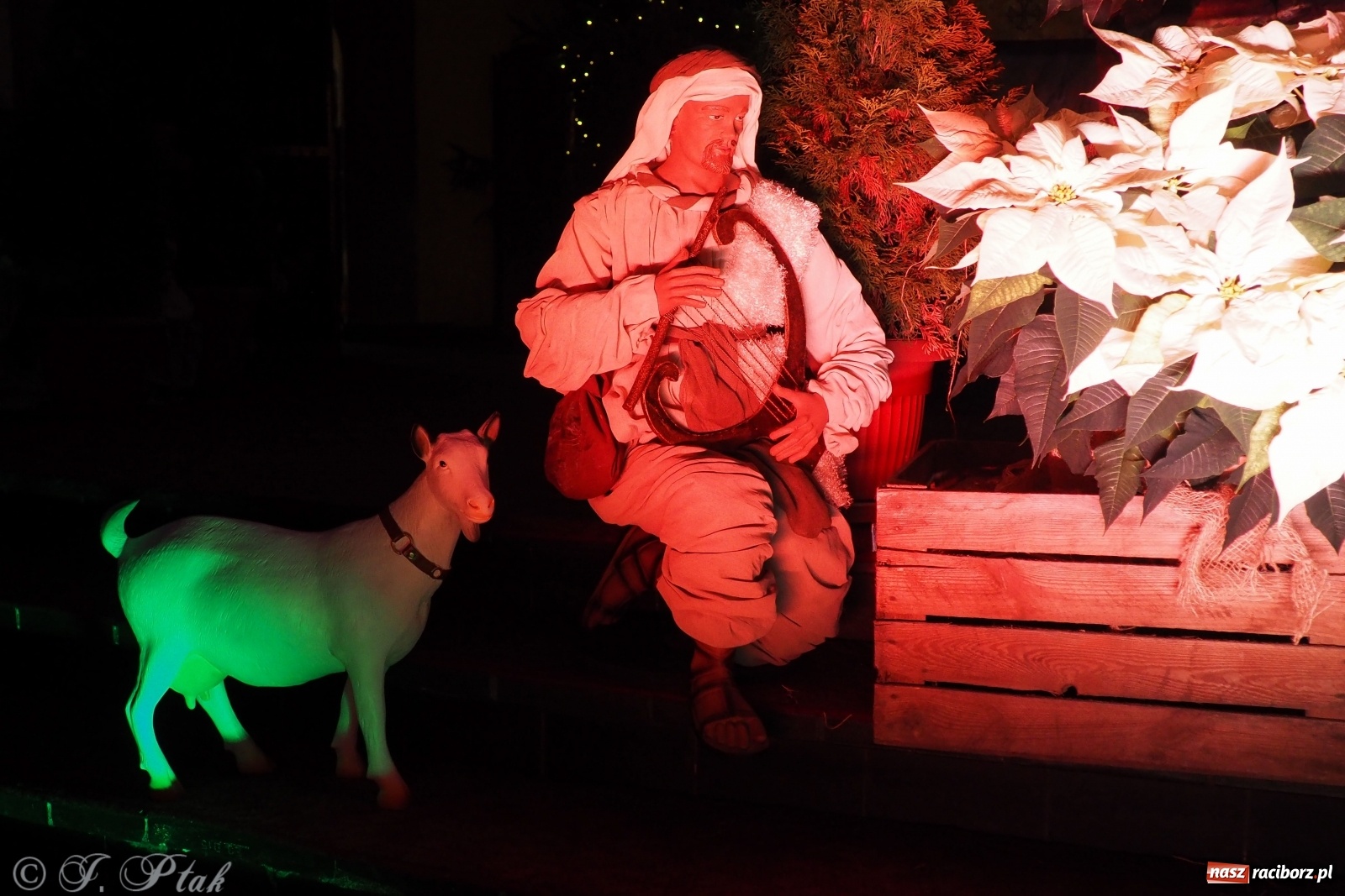 Zdjęcie w galerii na portalu naszraciborz.pl: Szopki w raciborskich kościołach AD 2020 wiadomości z regionu