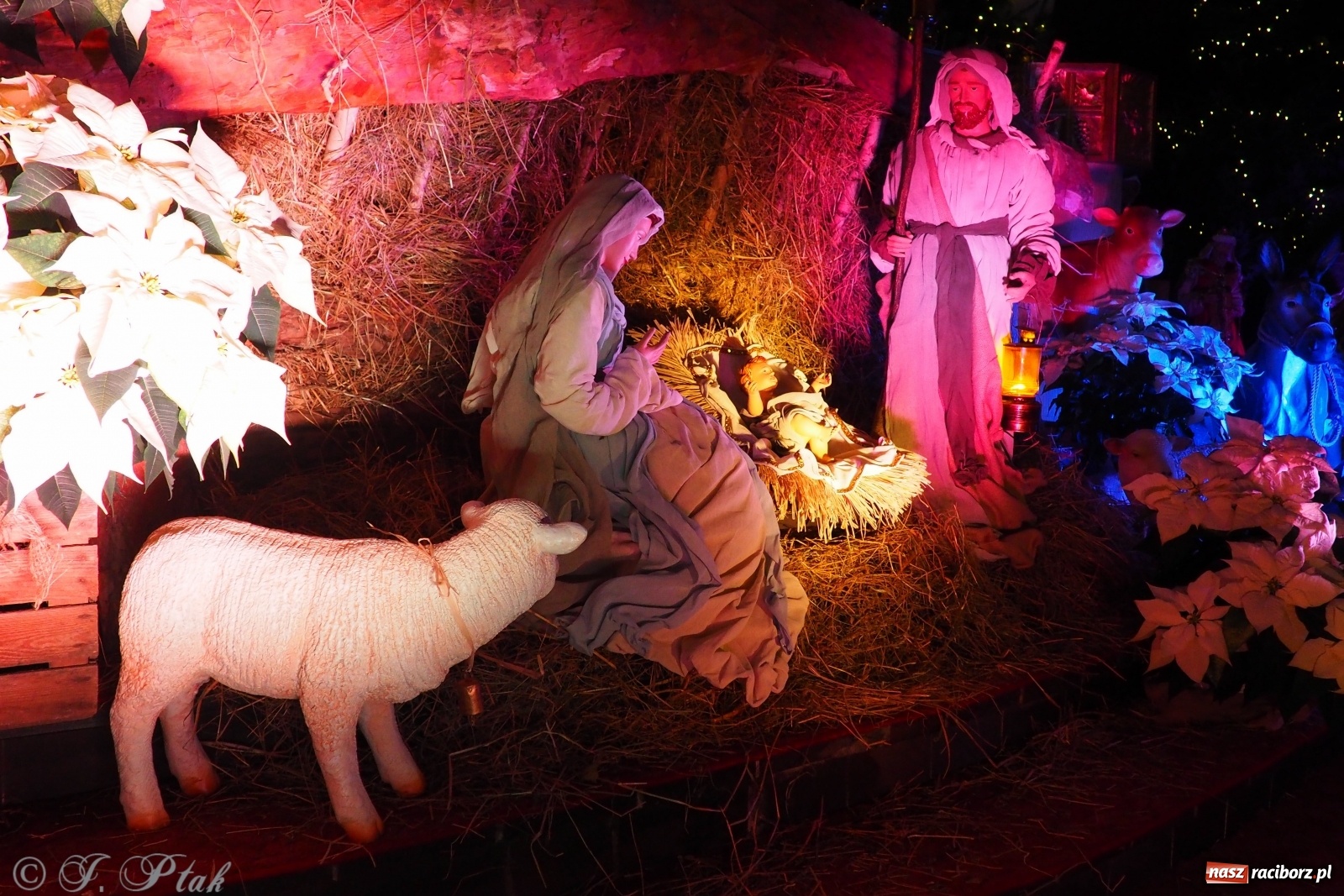 Zdjęcie w galerii na portalu naszraciborz.pl: Szopki w raciborskich kościołach AD 2020 wiadomości z regionu