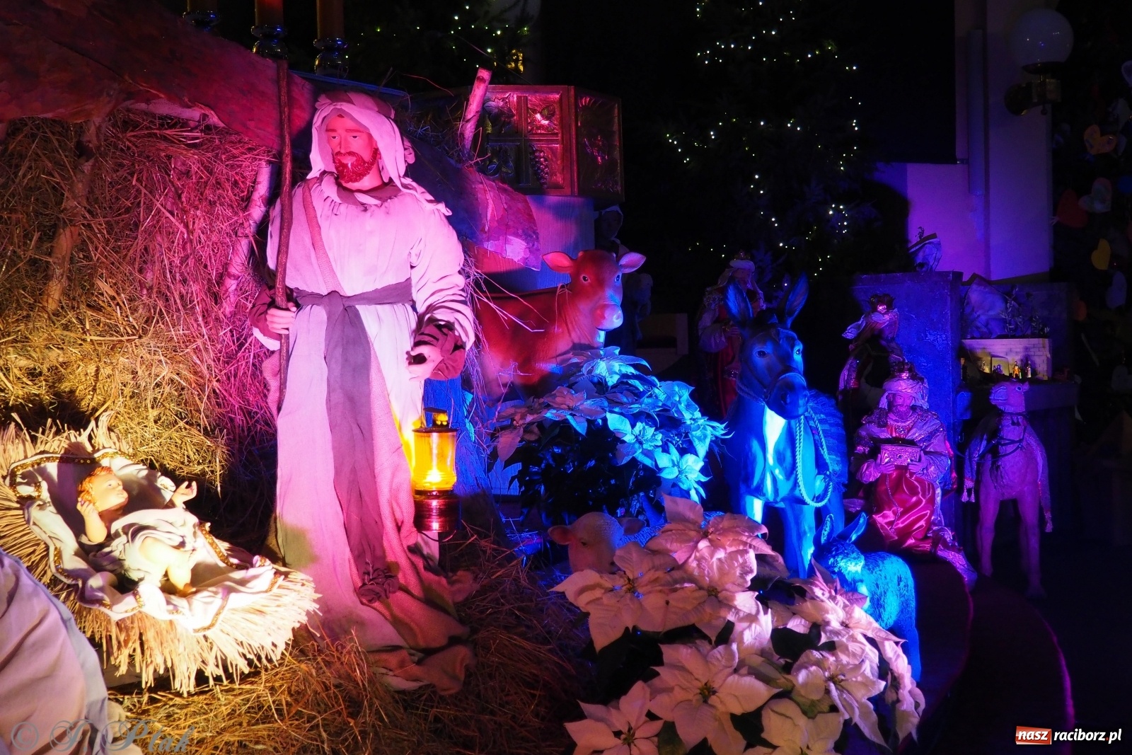 Zdjęcie w galerii na portalu naszraciborz.pl: Szopki w raciborskich kościołach AD 2020 wiadomości z regionu