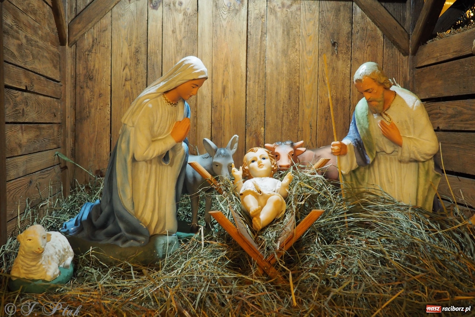 Zdjęcie w galerii na portalu naszraciborz.pl: Szopki w raciborskich kościołach AD 2020 wiadomości z regionu