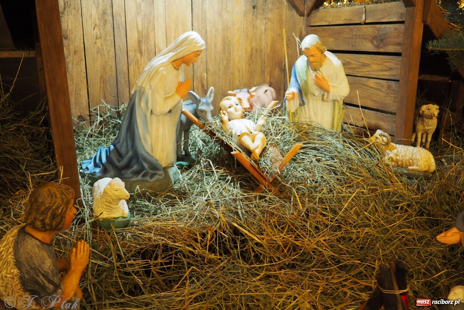 Zdjęcie w galerii na portalu naszraciborz.pl: Szopki w raciborskich kościołach AD 2020 wiadomości z regionu