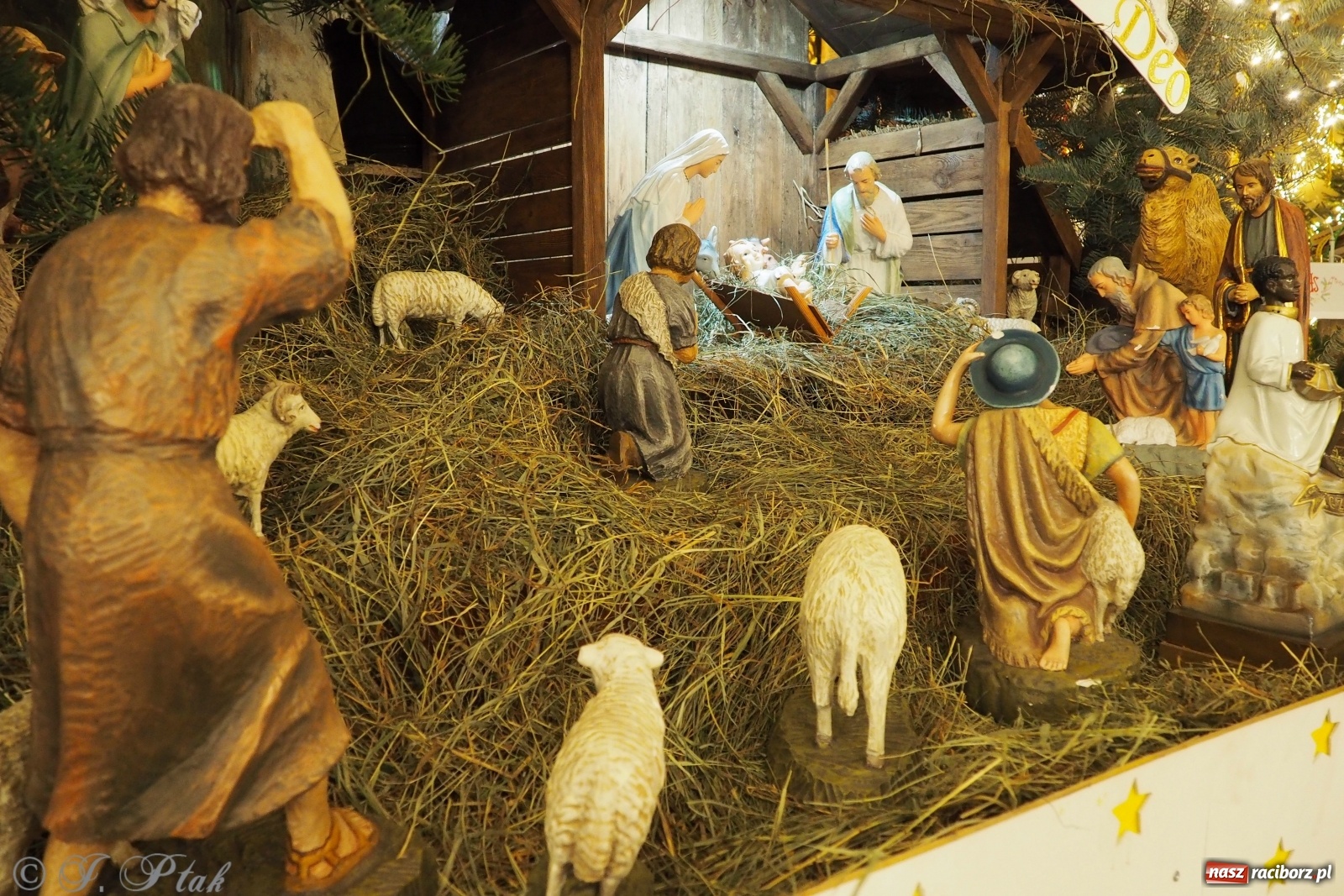 Zdjęcie w galerii na portalu naszraciborz.pl: Szopki w raciborskich kościołach AD 2020 wiadomości z regionu