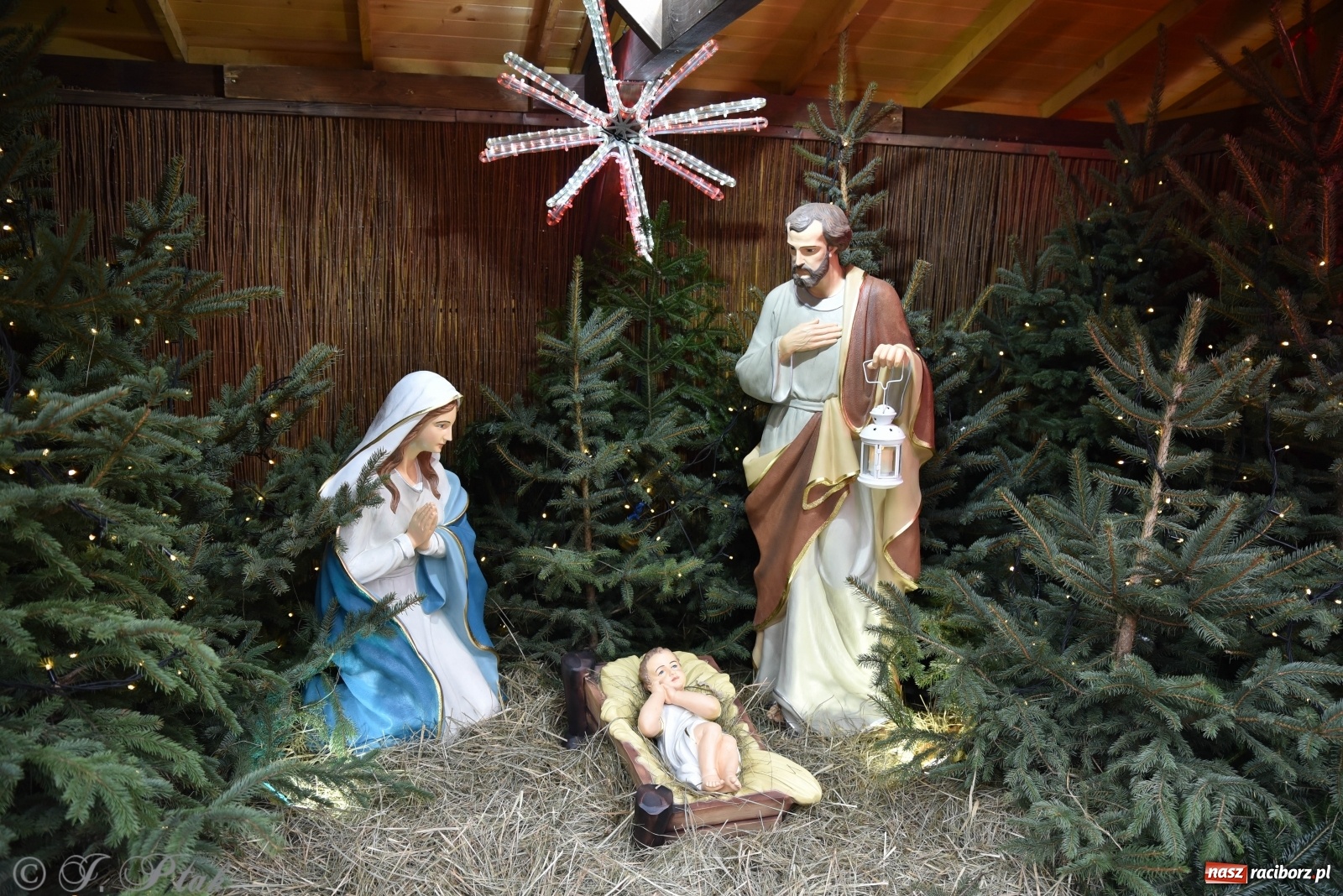 Zdjęcie w galerii na portalu naszraciborz.pl: Szopka z żywymi zwierzętami na Rynku [FOTO] wiadomości z regionu