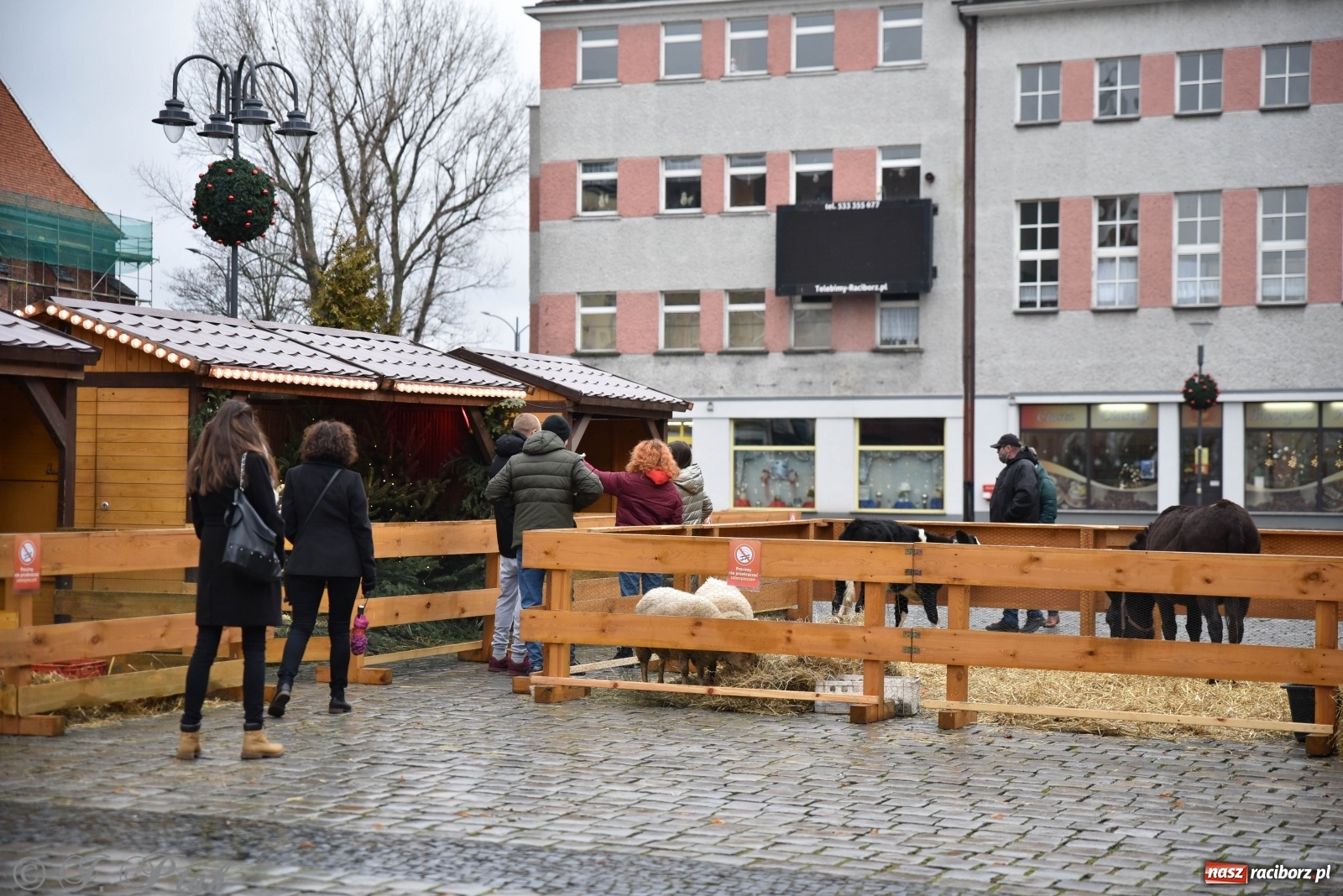 Zdjęcie w galerii na portalu naszraciborz.pl: Szopka z żywymi zwierzętami na Rynku [FOTO] wiadomości z regionu