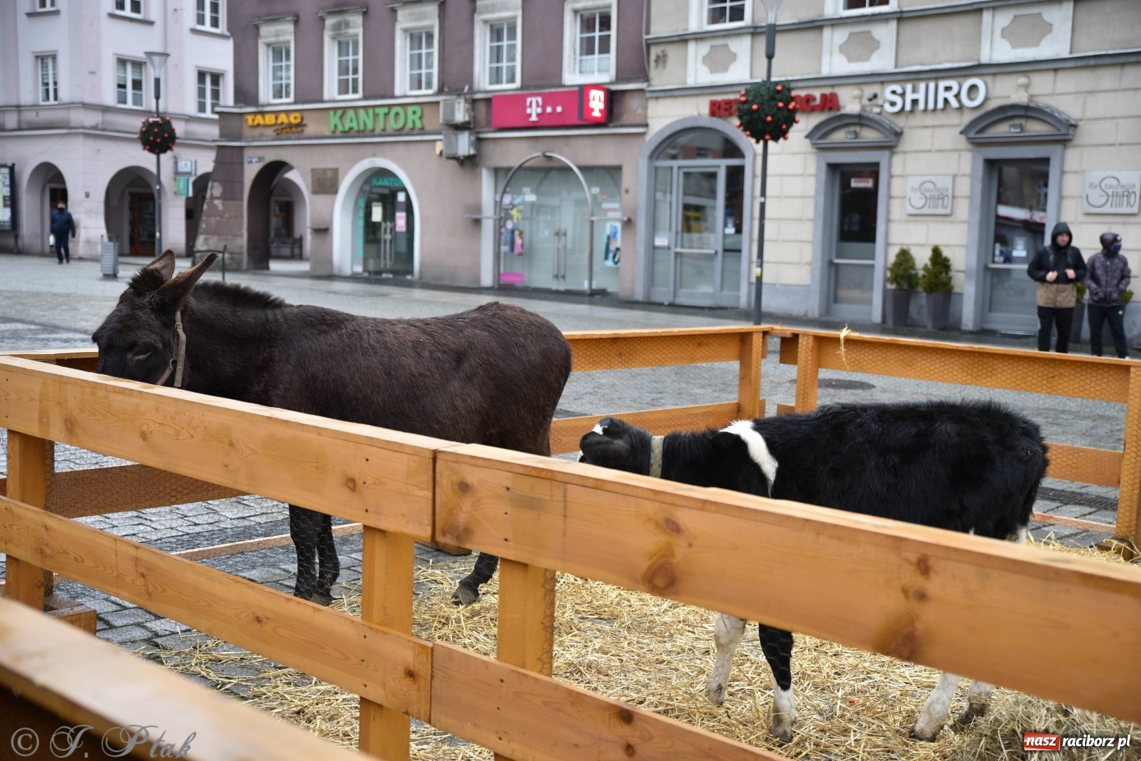 Zdjęcie w galerii na portalu naszraciborz.pl: Szopka z żywymi zwierzętami na Rynku [FOTO] wiadomości z regionu