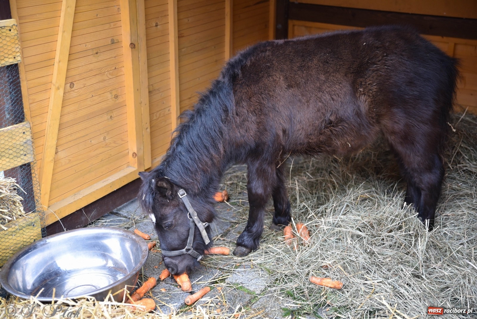 Zdjęcie w galerii na portalu naszraciborz.pl: Szopka z żywymi zwierzętami na Rynku [FOTO] wiadomości z regionu
