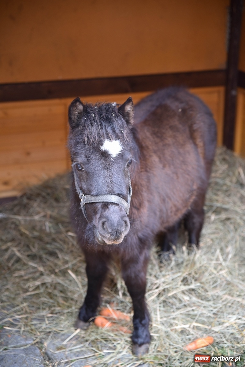 Zdjęcie w galerii na portalu naszraciborz.pl: Szopka z żywymi zwierzętami na Rynku [FOTO] wiadomości z regionu