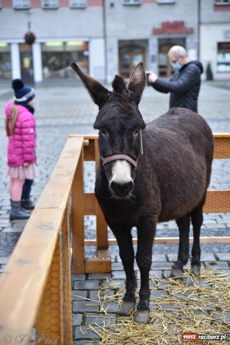 Zdjęcie w galerii na portalu naszraciborz.pl: Szopka z żywymi zwierzętami na Rynku [FOTO] wiadomości z regionu