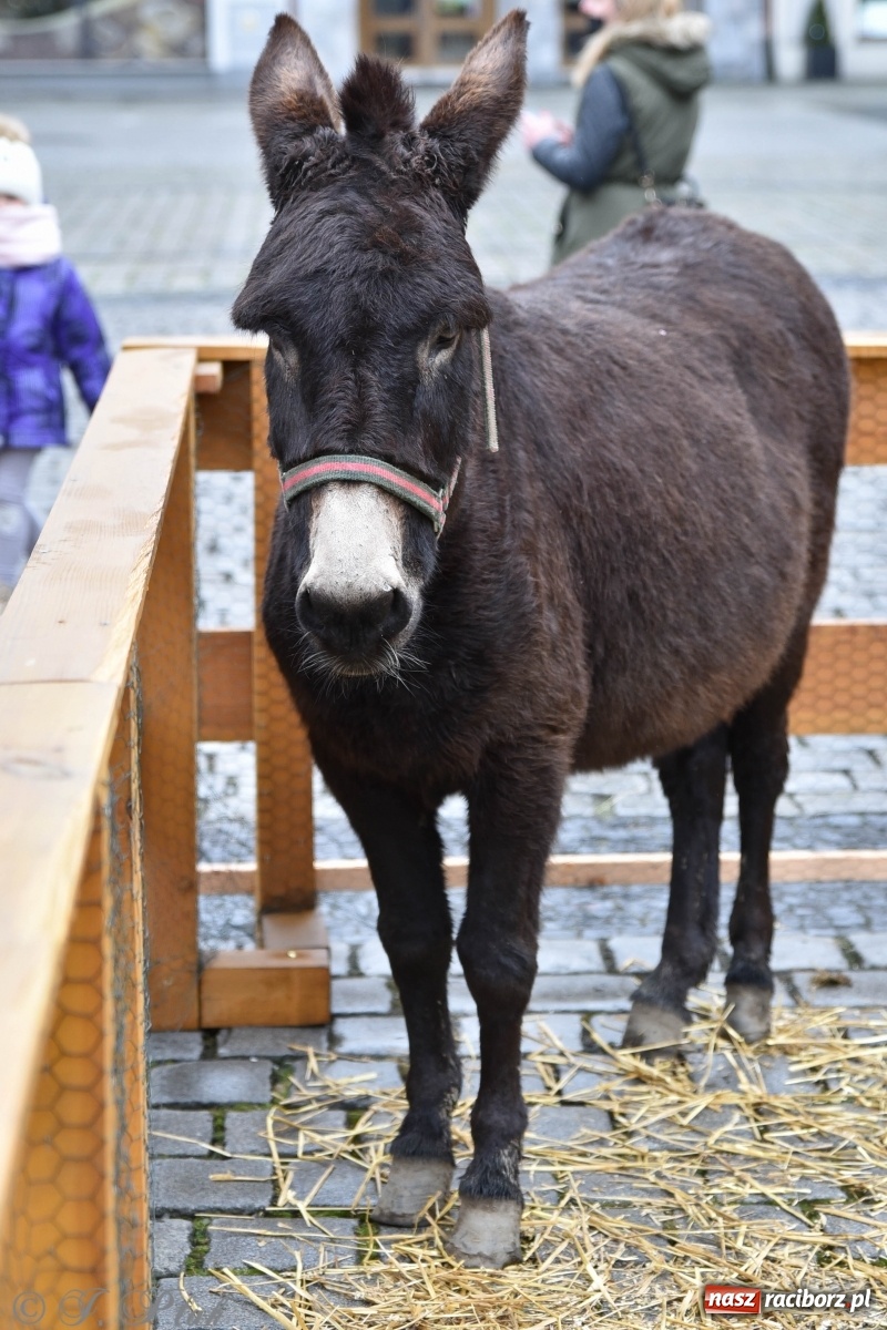 Zdjęcie w galerii na portalu naszraciborz.pl: Szopka z żywymi zwierzętami na Rynku [FOTO] wiadomości z regionu