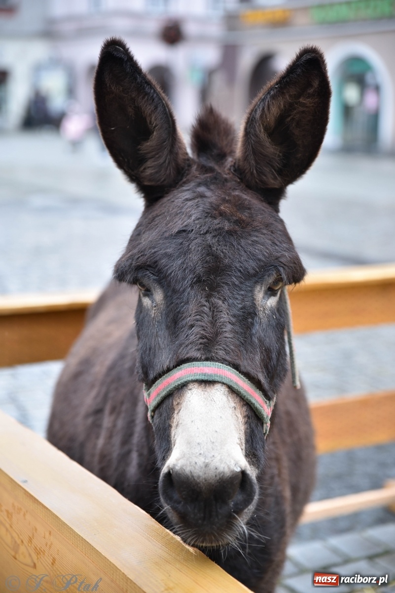 Zdjęcie w galerii na portalu naszraciborz.pl: Szopka z żywymi zwierzętami na Rynku [FOTO] wiadomości z regionu