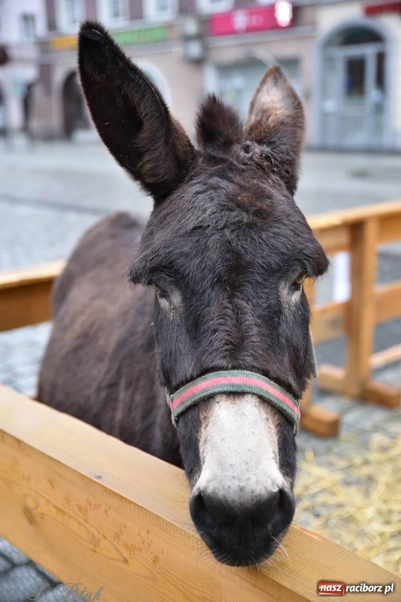 Zdjęcie w galerii na portalu naszraciborz.pl: Szopka z żywymi zwierzętami na Rynku [FOTO] wiadomości z regionu