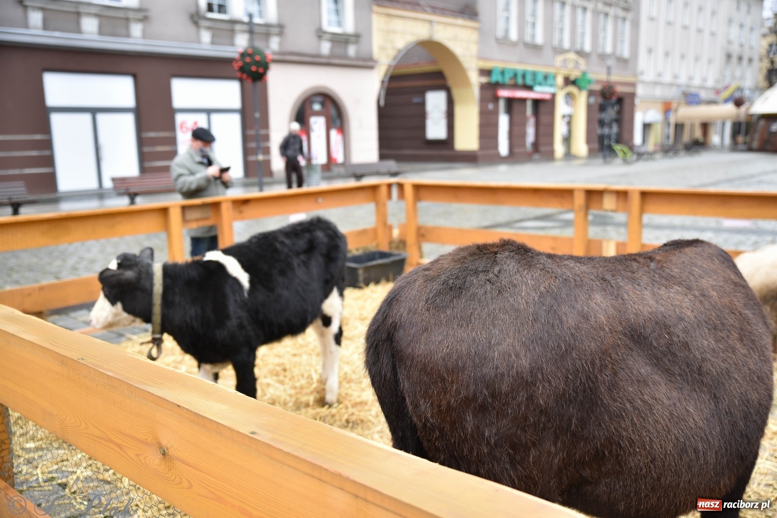 Zdjęcie w galerii na portalu naszraciborz.pl: Szopka z żywymi zwierzętami na Rynku [FOTO] wiadomości z regionu