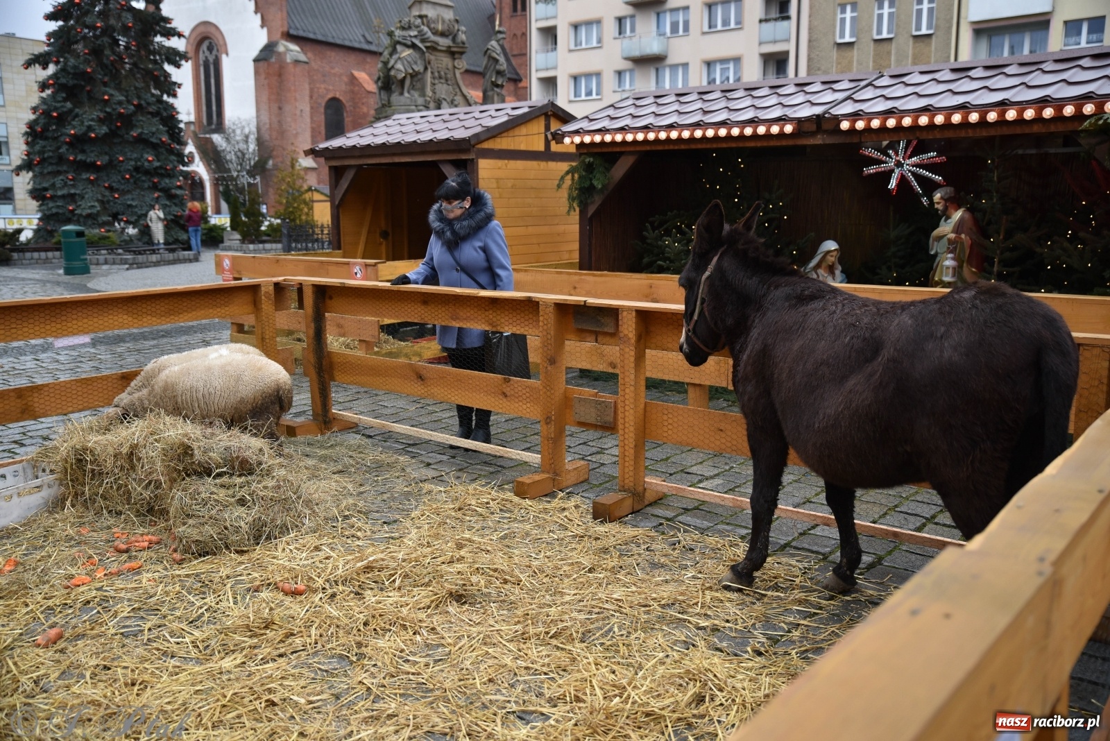 Zdjęcie w galerii na portalu naszraciborz.pl: Szopka z żywymi zwierzętami na Rynku [FOTO] wiadomości z regionu