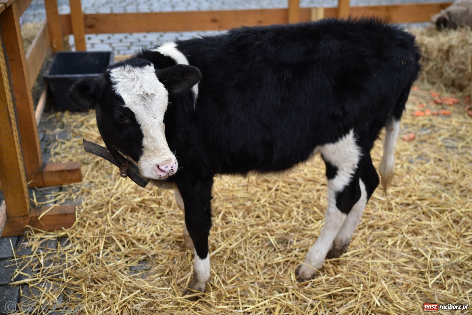 Zdjęcie w galerii na portalu naszraciborz.pl: Szopka z żywymi zwierzętami na Rynku [FOTO] wiadomości z regionu