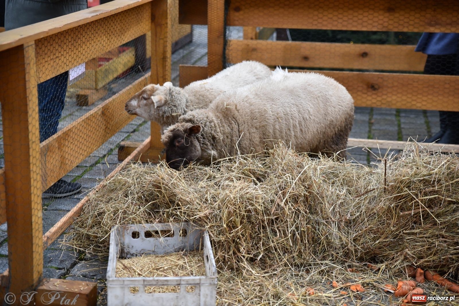 Zdjęcie w galerii na portalu naszraciborz.pl: Szopka z żywymi zwierzętami na Rynku [FOTO] wiadomości z regionu