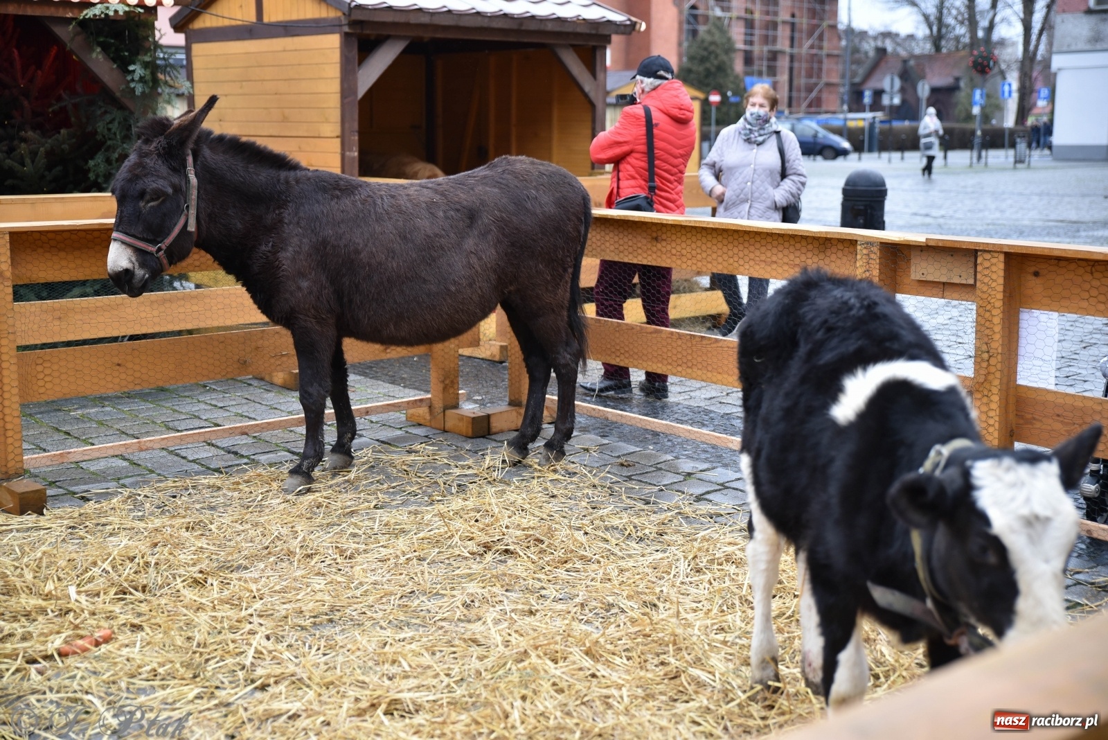 Zdjęcie w galerii na portalu naszraciborz.pl: Szopka z żywymi zwierzętami na Rynku [FOTO] wiadomości z regionu