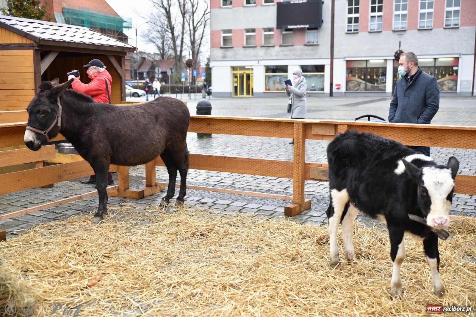 Zdjęcie w galerii na portalu naszraciborz.pl: Szopka z żywymi zwierzętami na Rynku [FOTO] wiadomości z regionu