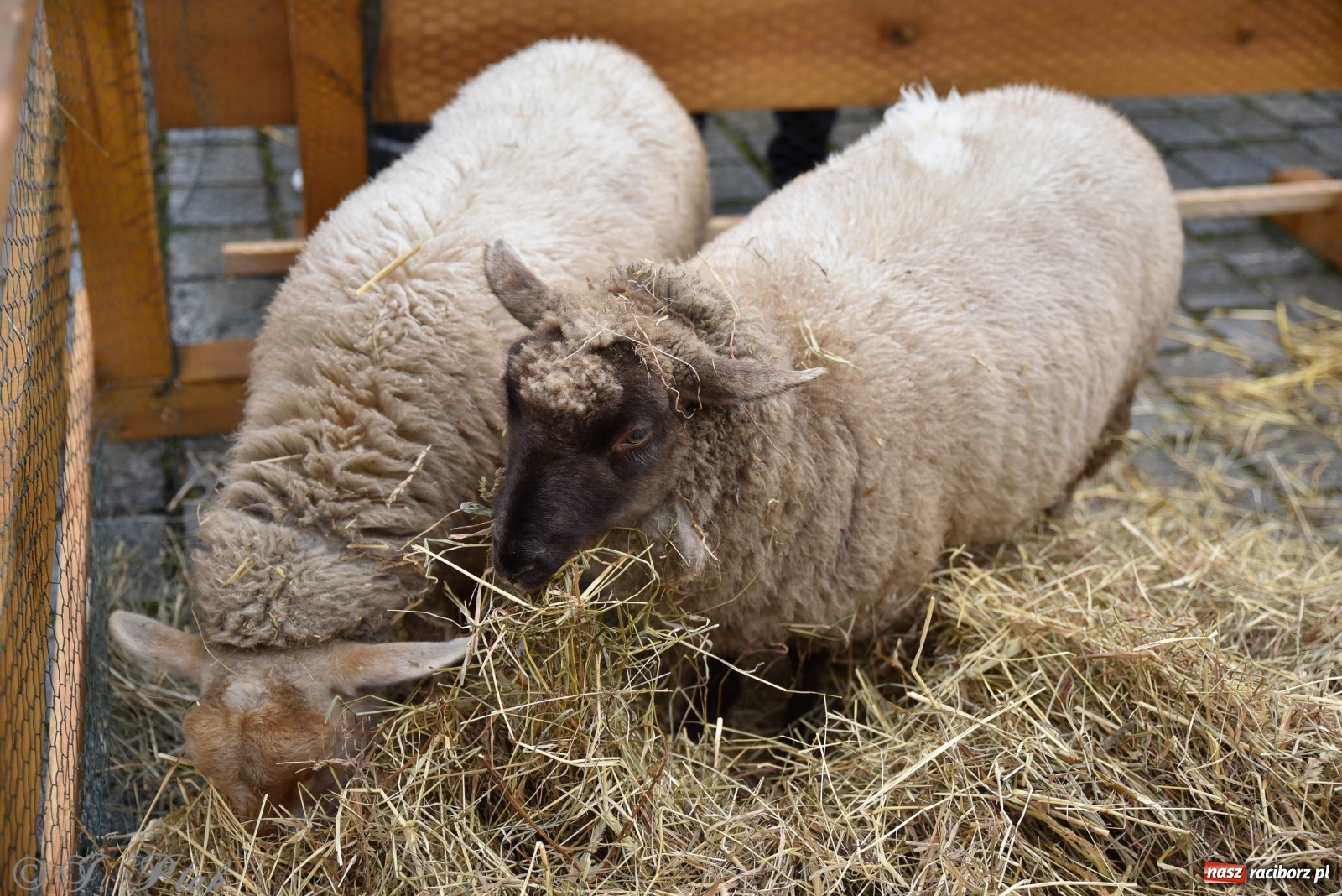 Zdjęcie w galerii na portalu naszraciborz.pl: Szopka z żywymi zwierzętami na Rynku [FOTO] wiadomości z regionu